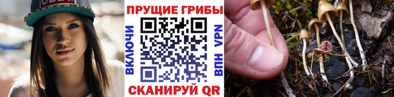 darknet наркотические препараты  Галич  Галлюциногенные грибы Magic Shrooms  дарнет шоп 